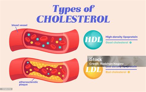 hdklh|Human Growth Hormone and Your Cholesterol.